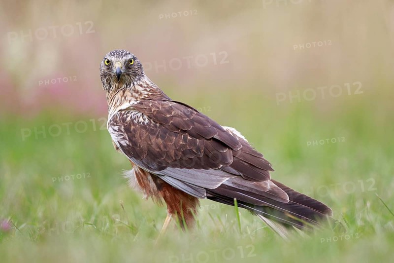 Western Marsh Harrier (Circus aeruginosus) male on grassland, Poland