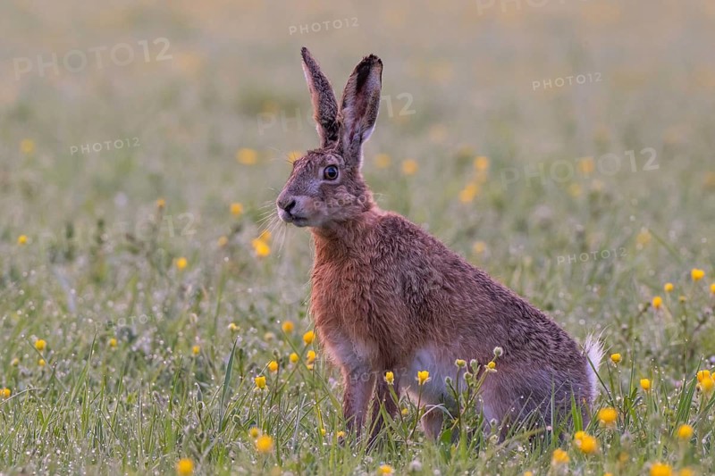 European hare (Lepus europaeus) in wet tall grass, Stuttgart, Rosensteinpark, Baden-Württemberg, Germany