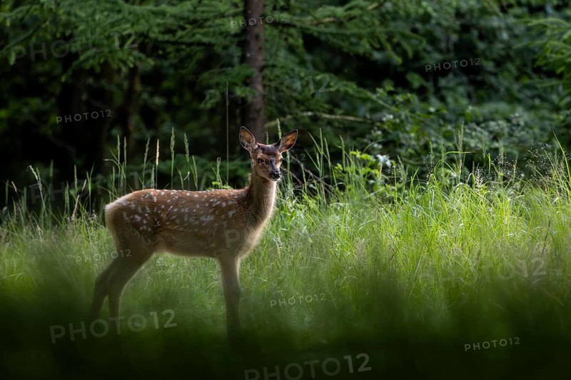 A mouse rustling in the grass arouses the curiosity of the red deer fawn (Cervus elaphus) – sweet, cute, baby animal, young, July, Denmark