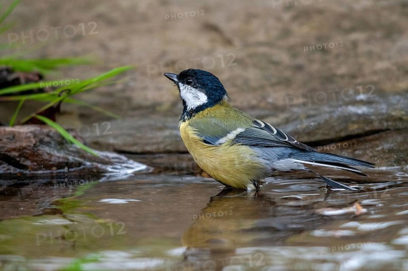 Great tit, great tit, parus major, bath, bird bath, birds, garden, tits, passeri, songbirds, tits, watering place, bird bath, birds, watering place