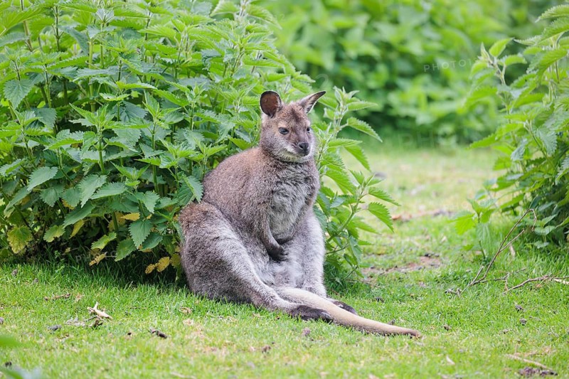 A red-necked wallaby (Macropus rufogriseus) is sitting relaxed in a green meadow with dense vegetation on an overcast day. Eastern Australia, Tasmania, islands of the Bass Strait