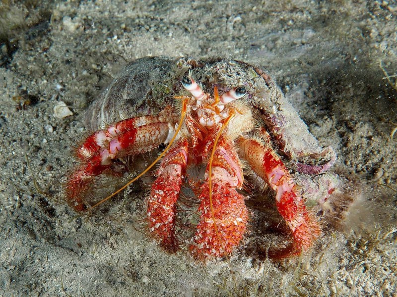 A Red Hermit Crab (Dardanus calidus) scuttles across the sandy seabed, Hausriff dive site, Stoja, Pula, Croatia, Mediterranean Sea