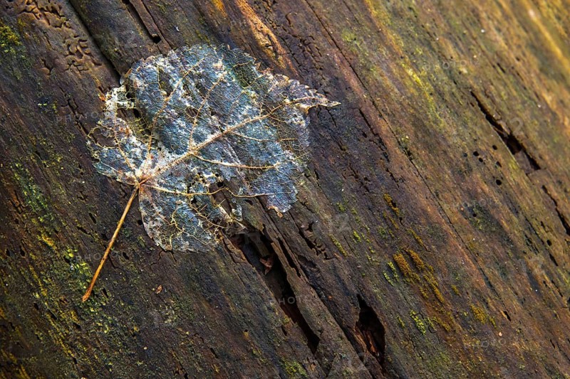 Autumn, leaf, autumn, leaves, impermanence, decay, decomposition