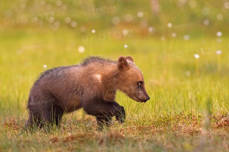 Young brown bear, one year old Young brown bear, one year old