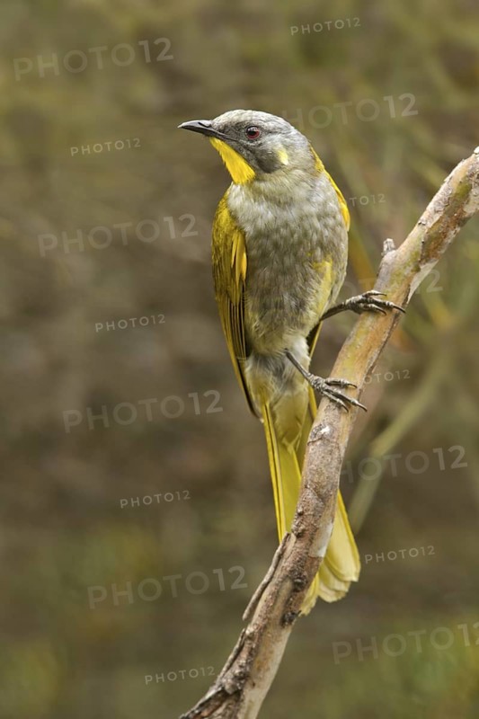 Yellow-throated Honeyeater (Nesoptilotis flavicollis), Tasmania, Australia