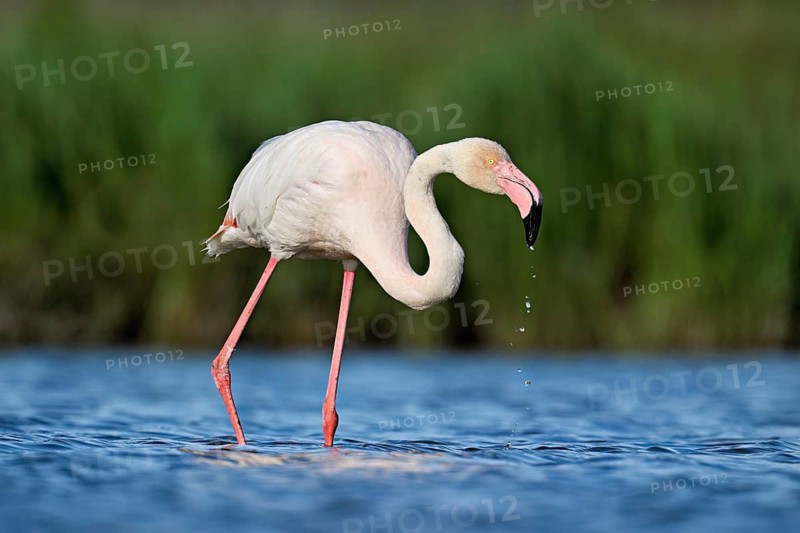 A greater flamingo (Phoenicopterus roseus), standing in the water, Camargue Regional Nature Park, southern France