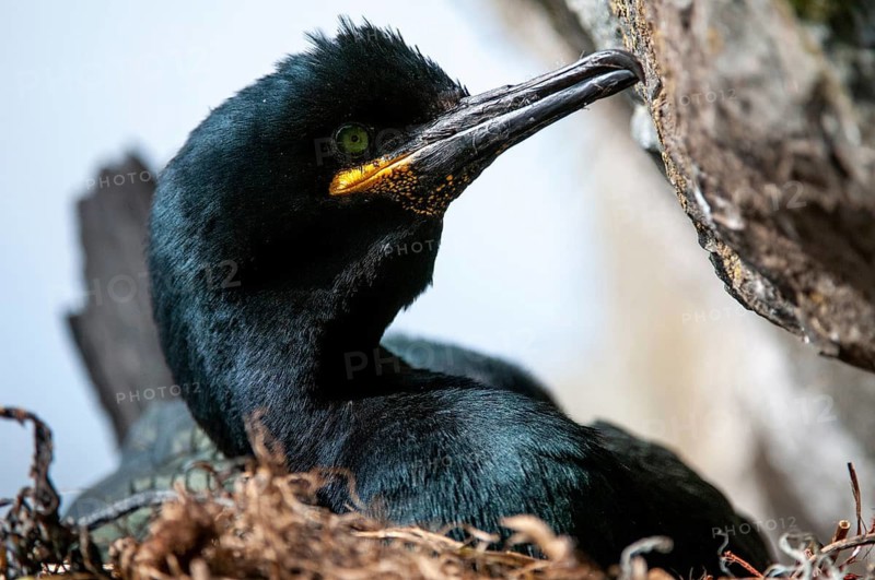 Common Shag, European Shag, Gulosus Aristotelis, Crow Shard, Norway, Phalacrocorax Aristotelis, Varanger, Birds, Breed, Brut, Nest, Pelecaniformes, Ropedes, Birds, Waterbirds