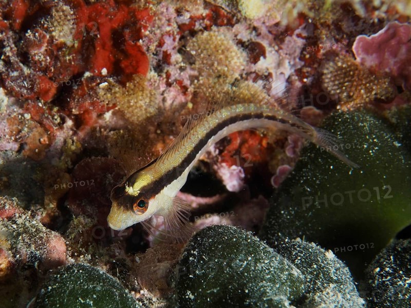 A striped blenny (Parablennius rouxi) swims amongst colourful seaweed on the seabed of the underwater world, at the Muzil dive site, Stoja, Pula, Croatia, Mediterranean Sea