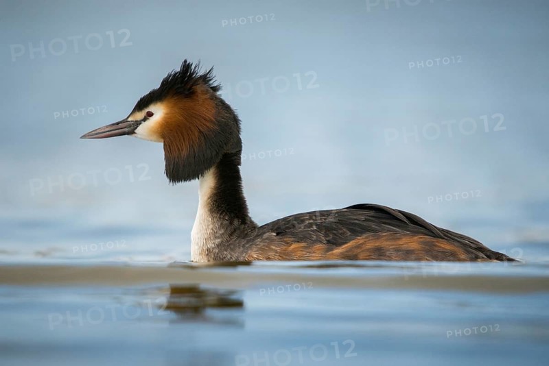Granelli, Great Crested Grebe, Italy, Pantano Cuba Lagoon, Pantani Cuba and Longarini, Podiceps Cristatus, Migratory Bird Sanctuary, Pantani Cuba & Longarini Migratory Bird Sanctuary, Birds, Grebe, Italy, Grebe, Podicipedidae, Sicily, Foundation for Biodiversity, Divers, Birds, Waterbirds, Waterbirds