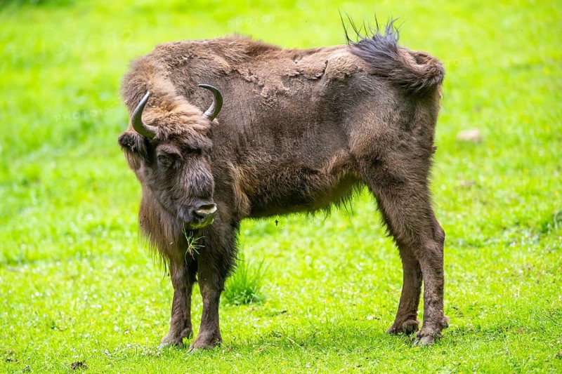 European bison (Bison bonasus) standing on a meadow in summer, Bavarian Forest, Germany