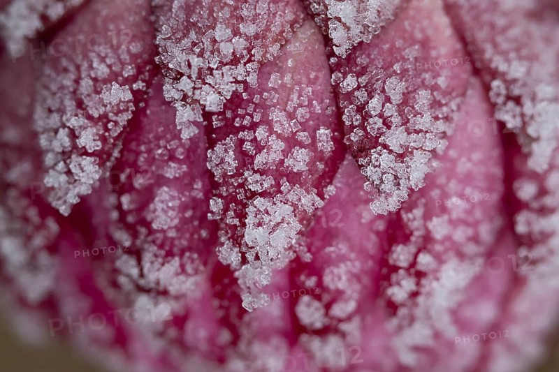 Strawflower (Xerochrysum bracteatum) flower petals covered in frost in winter, England, United Kingdom