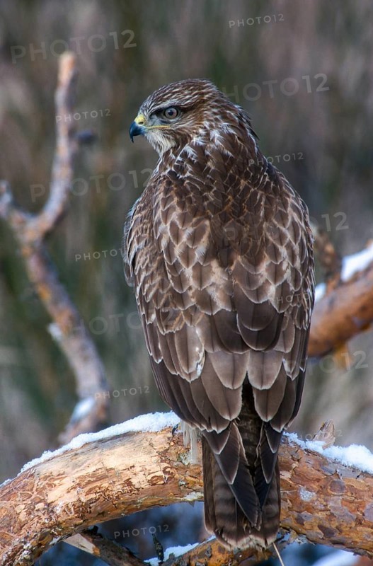 Accipitriformes, Buteo Buteo, buzzard, buzzard, birds of prey, high size, portrait format, raptors, birds, winter