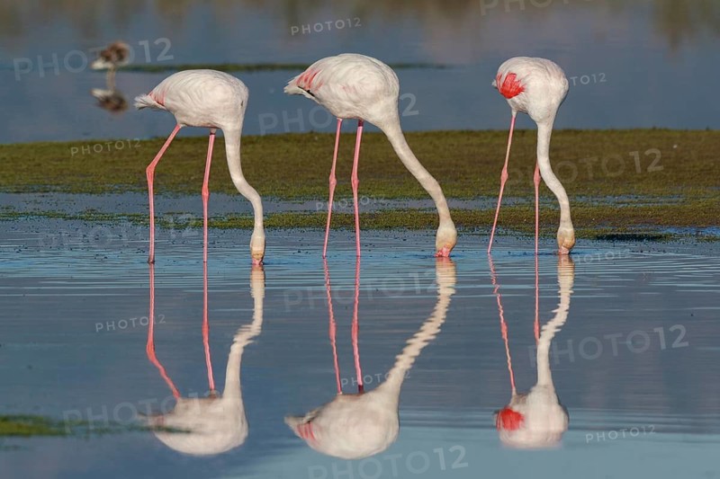 Greater Flamingo (Phoenicopterus roseus) group foraging in shallow water, Greece