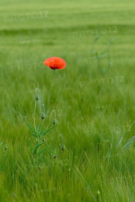 Flanders poppy, corn poppy, corn rose, poppy, poppy, poppy, papaver rhoeas, papaveraceae, common poppy, coquelicot, corn poppy, corn rose, field poppy, flora, cornfield, high size, vertical format, industrial agriculture, intensive agriculture, plants, red poppy, red weed, summer