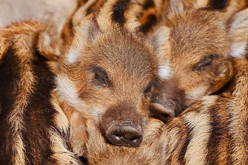 Wild boar (Sus scrofa), piglets huddled close together, North Rhine-Westphalia, Germany