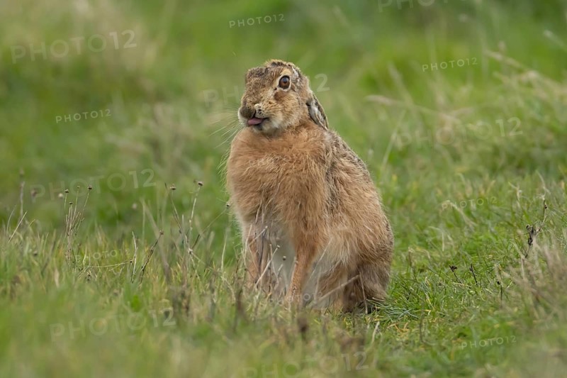 European brown hare (Lepus europaeus) adult animal in grassland, England, United Kingdom