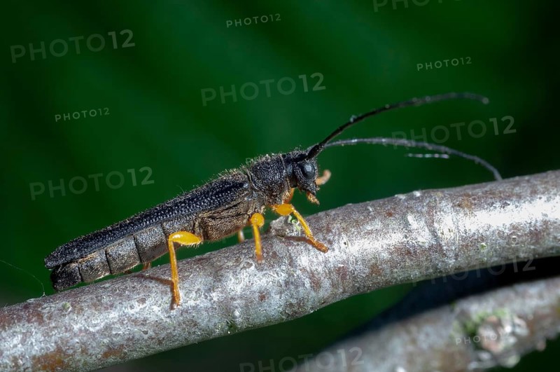 Haselbuck, Haselbock Beetle, Hazel Longhorn Beetle, Oberea Linearis, Beetle, Longhorn Beetle, Coleoptera, Insects, Beetles