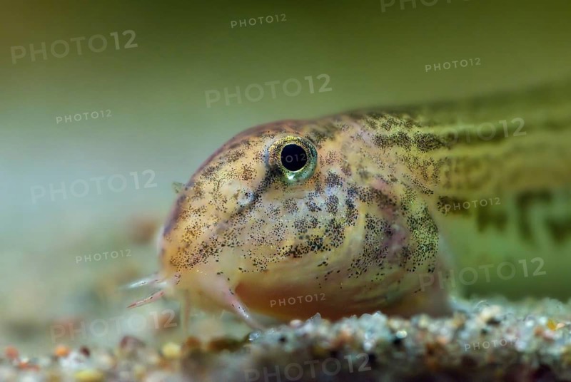 Cobitis taenia, thorny gown, spined loach, spotted weather loach, rock biter, fish, fishes, pisces