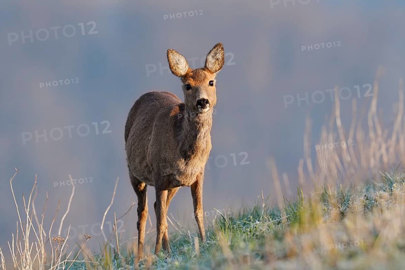 European roe deer (Capreolus capreolus), a doe standing in a meadow, North Rhine-Westphalia, Germany