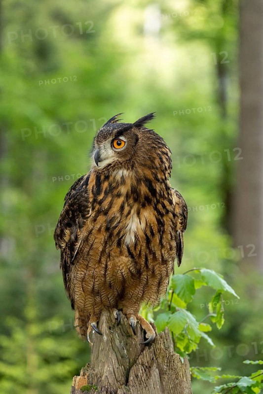 An eagle owl with an alert expression perches on a tree stump, surrounded by woodland and green spaces, an eagle owl (Bubo bubo) sits watchfully on a tree trunk at the edge of the forest, in the Bohemian Forest, Czech Republic