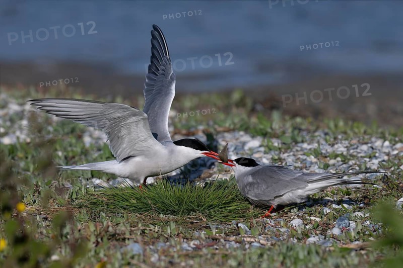 Common Tern (Sterna hirundo), Texel, Netherlands
