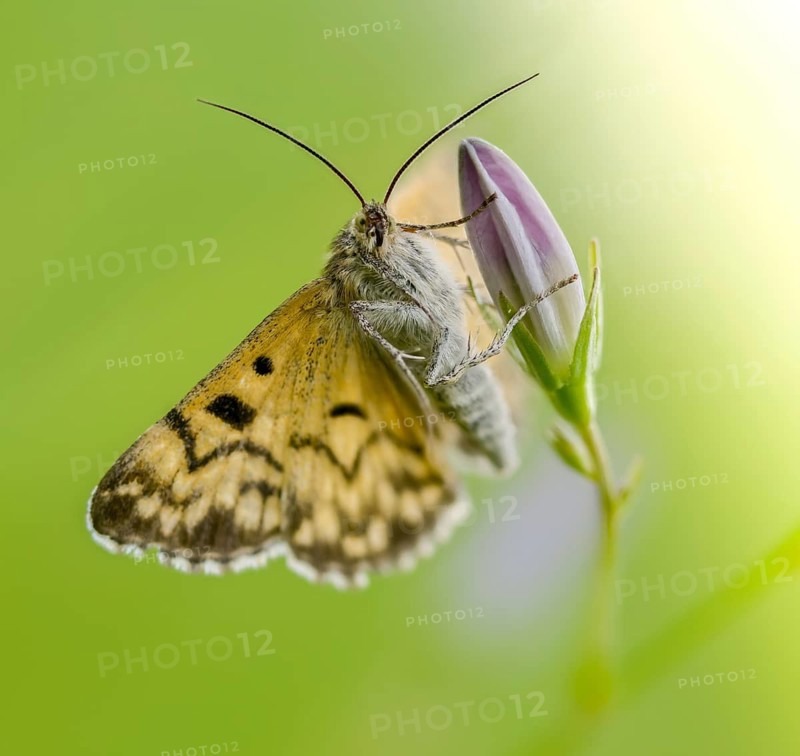 Callistege mi, Euclidia mi, owl butterfly, mother Shipton moth, noctuidae, checktageule, butterfly, high size, portrait format, insects, moths, moths, moths, moths, butterfly