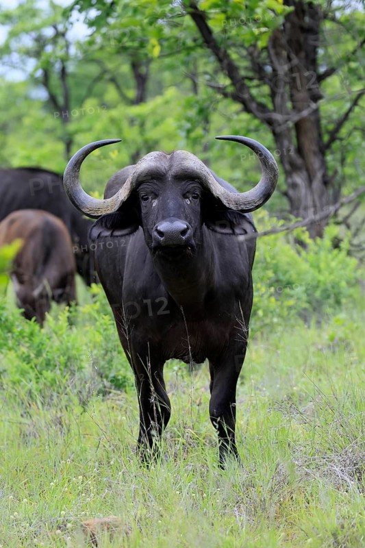 Cape buffalo (Syncerus caffer), adult, standing, alert, Kruger National Park, Limpopo Province, South Africa