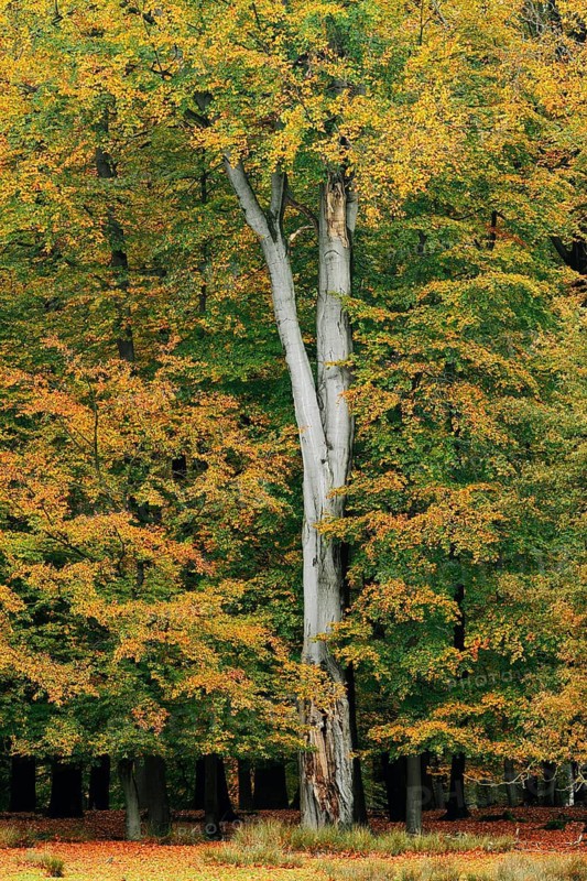 European beech (Fagus sylvatica) in autumn, North Rhine-Westphalia, Germany