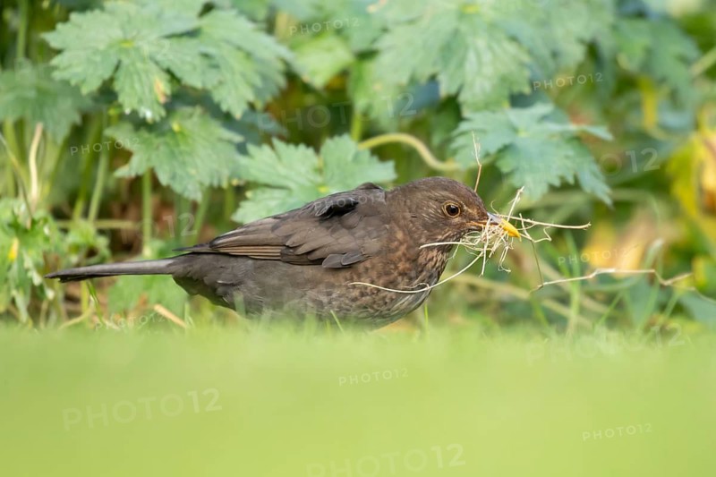 Eurasian blackbird (Turdus merula) adult female garden bird collecting nest material on a grass lawn in springtime, England, United Kingdom