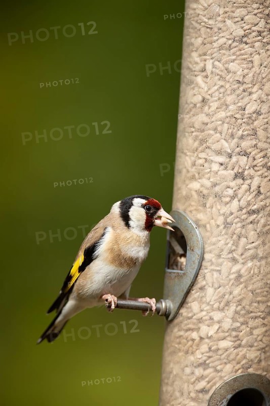 European goldfinch (Carduelis carduelis) adult garden bird feeding on sunflower hearts from a bird seed feeder, England, United Kingdom