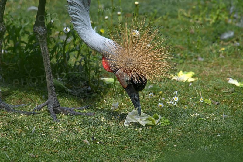 Crowned Crane (Balearica pavonina), Nuremberg Zoo, Middle Franconia, Bavaria, Germany