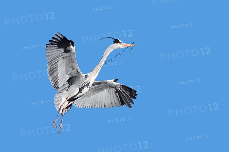 Grey heron (Ardea cinerea) in flight with nesting material in its beak, North Rhine-Westphalia, Germany