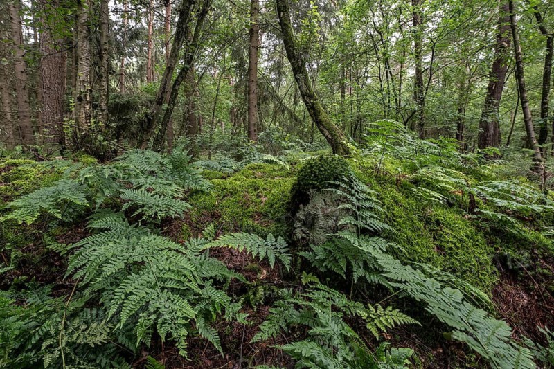 Spiny fern (Dryopteris carthusiana) in the forest, Emsland, Lower Saxony, Germany