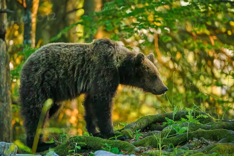 A bear in the forest, standing amongst moss and greenery and observing its surroundings: European brown bear (Ursus arctos), Slovenia