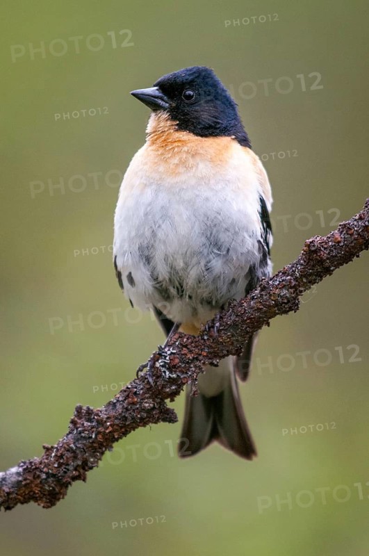 Mountain finch, brambling, Finland, fringilla montifringilla, birds, high size, portrait format, male, passeri, songbirds, birds