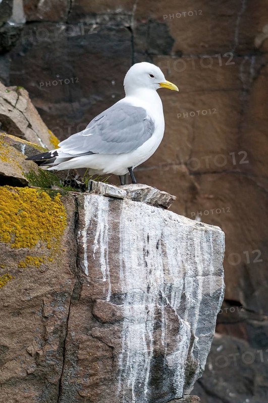 Black-legged Kittiwake, Black-legged Kittiwake, Norway, Rissa Tridactyla, Varanger, Birds, Charadriiformes, Gulls, High Size, Portrait, Limikolen, Seagulls, Birds