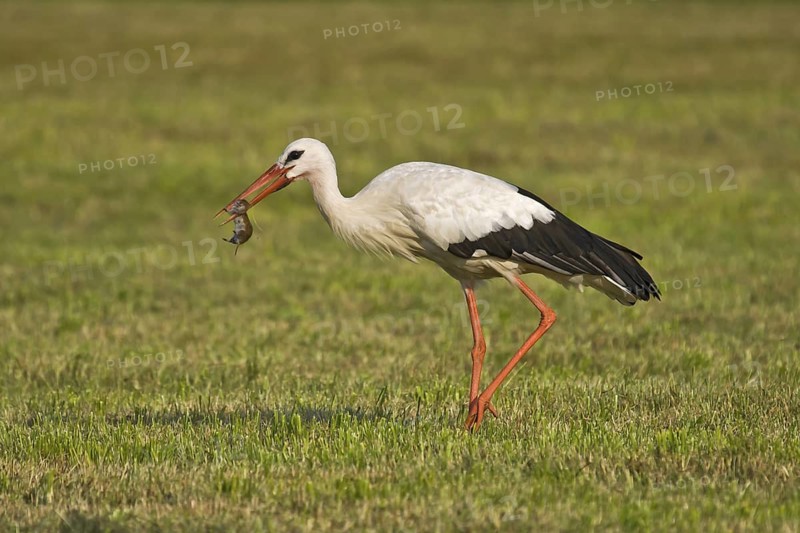 White Stork (Ciconia ciconia) eating a mouse, Bavaria, Germany