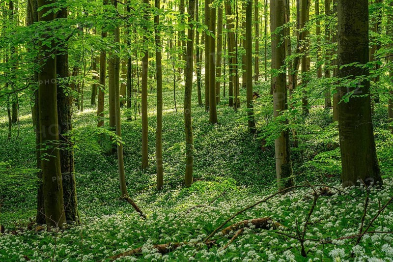 A mystical primeval forest with mighty European beech trees (Fagus sylvatica) and green foliage bathed in atmospheric light, the forest floor is completely covered with white-flowering wild garlic (Allium ursinum), spring, Hainich National Park, Thuringia, Germany