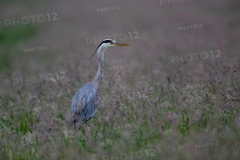 Grey heron (Ardea cinerea) in a meadow), Lower Saxony, Germany