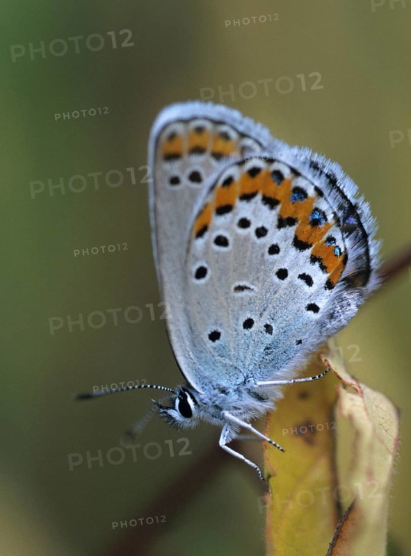 Argus blue, plebeius argus, silver-studded blue, butterfly, high size, portrait format, insects, leo, butterfly, butterfly, butterfly