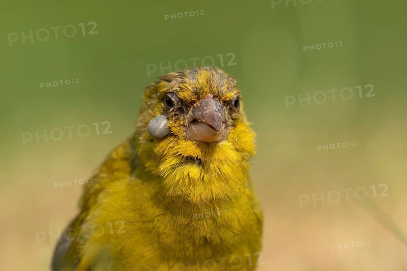 European greenfinch (Chloris chloris) adult male garden bird with a large cyst on its face suffering from trichomonosis or fat finch disease, England, United Kingdom