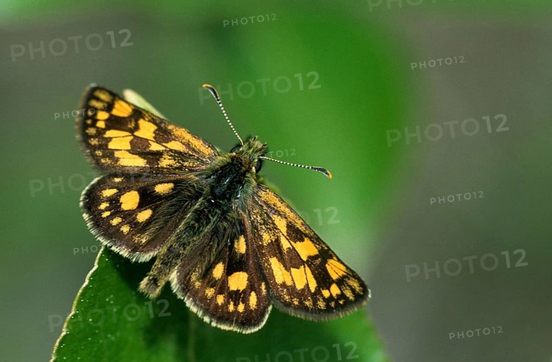 Colorful bighead, carterocephalus palaemon, chequered skipper, yellow cube thighead, butterfly, insects, butterfly, butterflies, butterflies