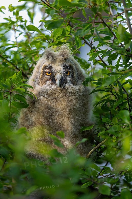 An owl chick with big eyes peeks out from the green foliage, a long-eared owl (Asio otus), a young bird sits hidden in the tree, Ästlinge, Mecklenburg-Western Pomerania, Rügen, Germany