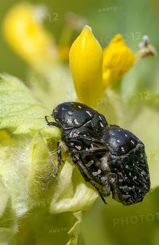 Bronze-green rose beetle, marbled rose chafer, marbled golden beetle, marbled rose beetle, protäa lugubris, rose beetle, beetle, high size, vertical format, insects, copula, beetle, mating
