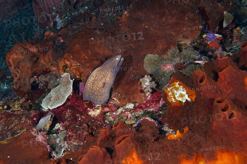 Colourful corals and a white-eyed moray eel (Gymnothorax thyrsoideus) in a diverse underwater world, Toyapakeh dive site, Nusa Ceningan, Nusa Penida, Bali, Indonesia