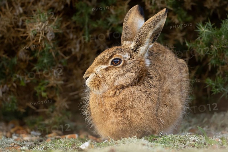 European brown hare (Lepus europaeus) adult animal resting in grassland, England, United Kingdom