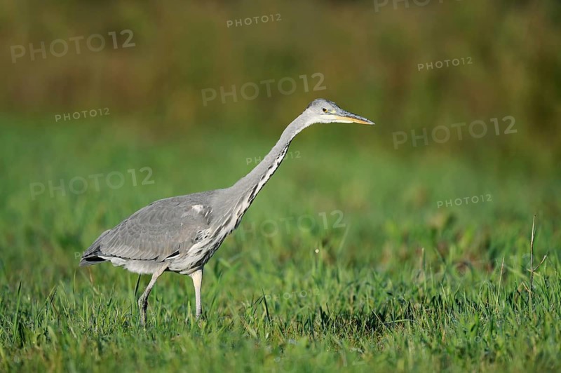 Grey heron (Ardea cinerea) foraging in a meadow, North Rhine-Westphalia, Germany