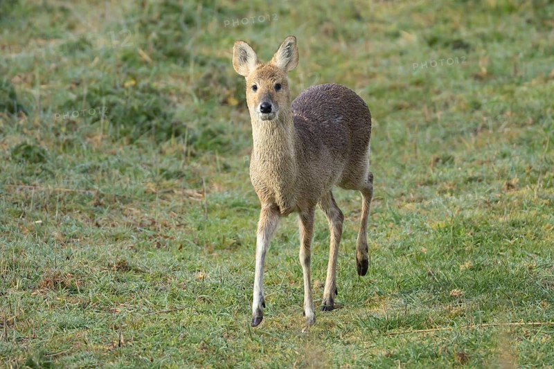 Chinese water deer (Hydropotes inermis) adult animal in grassland, RSPB Minsmere nature reserve, Suffolk, England, United Kingdom