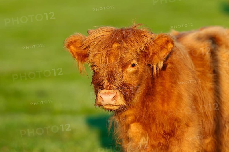 Portrait of a Highland calf (Bos primigenius taurus) in the early morning light. Bavaria, Germany