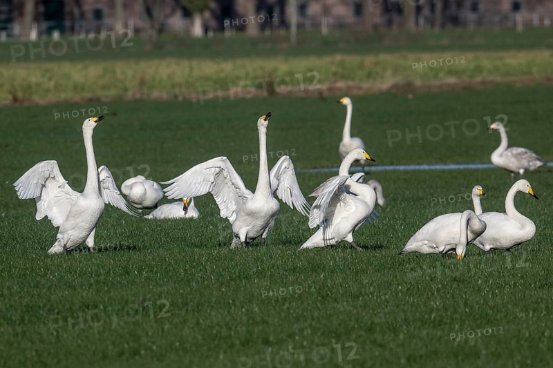 Whooper swans (Cygnus cygnus), Emsland, Lower Saxony, Germany